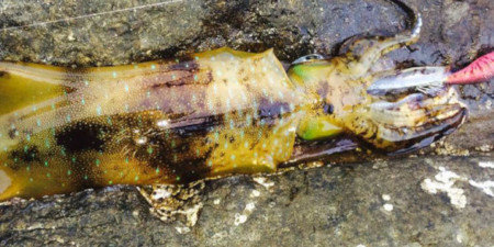 ロッド Salty Shape Dash L-EGING 86ML/SL Spinning Rod TailWalk SALTY SHAPE DASH L-EGING