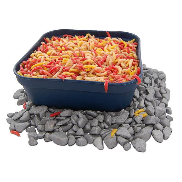 Mixed Color Maggots per Kilogram