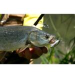 Hard Lure Ugly Duckling FANTASY JOINTED DR - 6.5cm