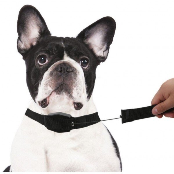 Нашийник за куче с вграден повод Lucky Leash
