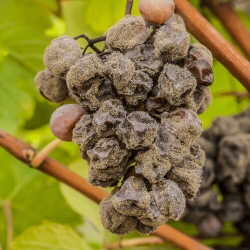 Благородна плесен Botrytis cinerea | eDrinks.bg Плесен по гроздето