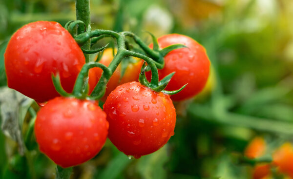 ДФЗ одобри половин милион лева за борба с доматения молец в оранжериите
