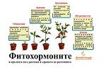Фитохормоните и връзката им с растежа и здравето на растенията