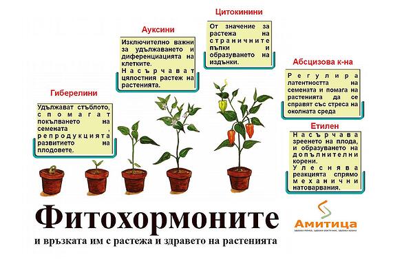 Фитохормоните и връзката им с растежа и здравето на растенията