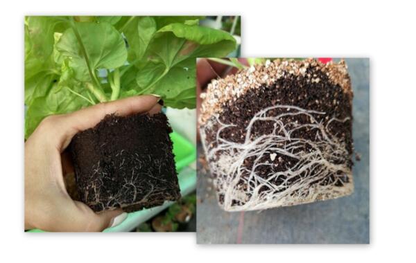 Вижте разликата! Силни корени - силни растения с ЕКО ПРОП