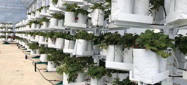 Канадска компания разработва вертикални кули за отглеждане на растения в оранжерии