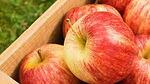 Резултати постигнати  при прилагане на индивидуална схема за ябълкови насаждения в Габрово
