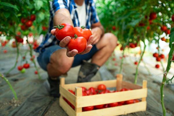 Повече и по-вкусни домати с по-малко разходи за тор