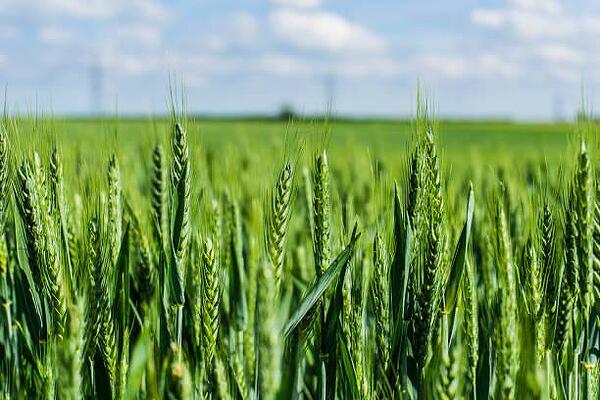 Стратегия за здрава и устойчива на болести и неприятели пшеница