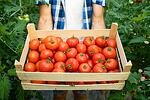 Чисти домати без болести и неприятели