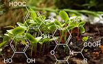 Tоп 5 ползи на хуминовите киселини за растението