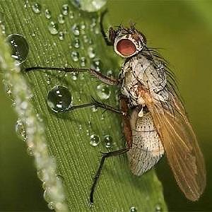 Житни мухи ( Хесенска , шведска муха, черна житна муха )