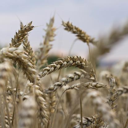 Отглеждане на пшеница (Зърнено-Житни)