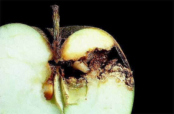 Ябълков плодов червей