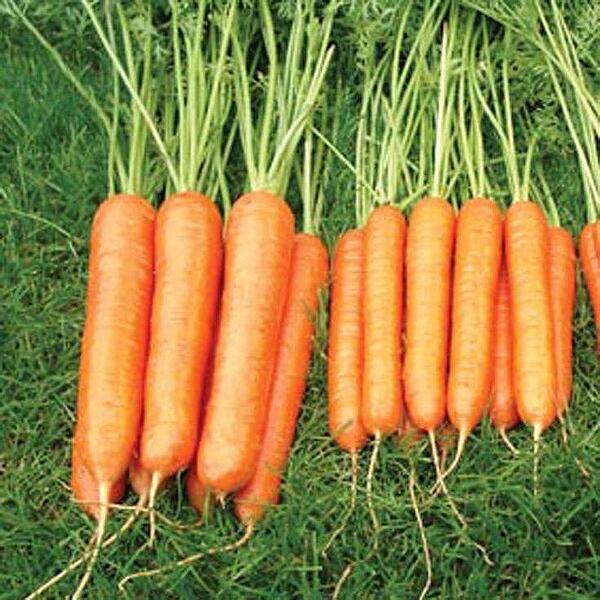 Отглеждане на моркови