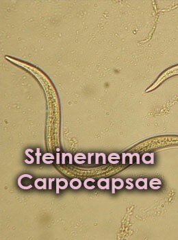 Steinernema carpocapsae