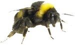 Бомбус - пчела за опрашване на овошки