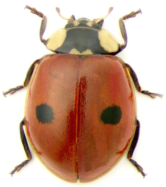 Adalia bipunctata