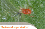 Phytoseiulus persimilis