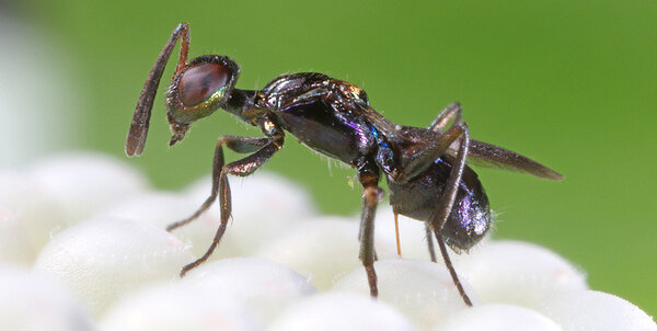 Anastatus bifasciatus срещу Кафява мраморна дървеница