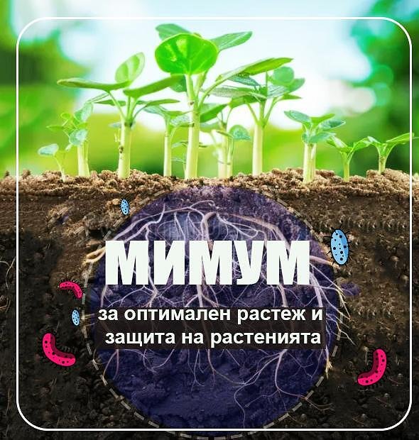 МИМУМ–Манганицинкзарастителнаустойчивостиимунназащита