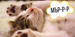 Мър-р-ркането при котките – щастие, лечение или вълшебство?