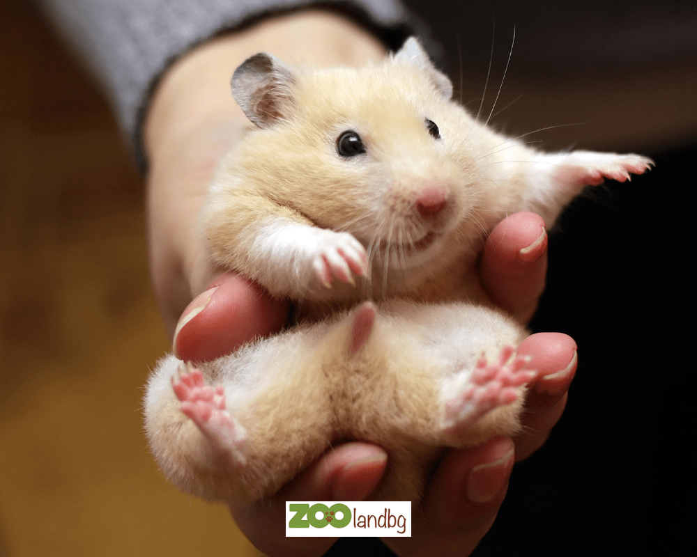 Какие карточки лучше прокачивать в hamster. Смешные хомяки. Хомячок в руке. Хомяк в руке.