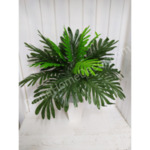 зеленина палма хамедорея