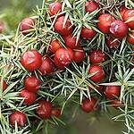 Cade Wood Червена хвойна doTERRA Juniperus oxycedrus 5 ml