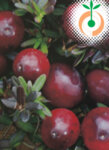 Плодни храсти - Американска боровинка червена