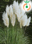 Зимоустойчиви - Пампаска трева бяла