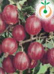 Плодни храсти - Цариградско грозде червено