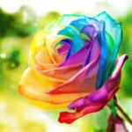 Диамантен гоблен Шарена роза 40 х 40 см