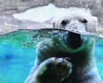 Картина "Бяла мечка под вода" 100х80см