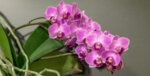 Как и кога е правилно да пресадим орхидеята