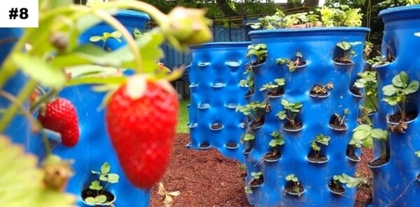 10 практични идеи за засаждане на ягоди