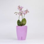 Саксия за орхидея с напоителна система Orchidea Twin SANTINO антрацит