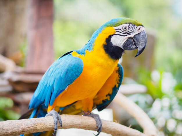 Храна за папагали и птици, клетки, лакомства и грижа за птици