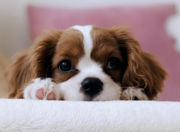 Популярни породи малки кучета и техният характер
