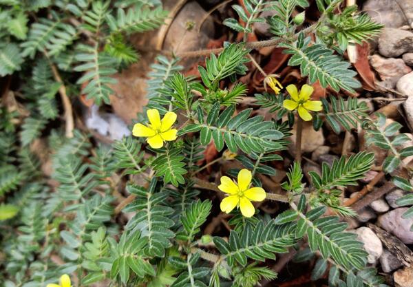 Бабини зъби (Tribulus terrestis)