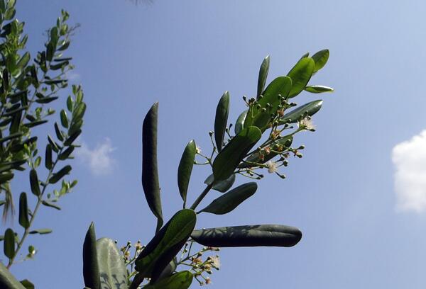 Бахар (Pimenta dioica)