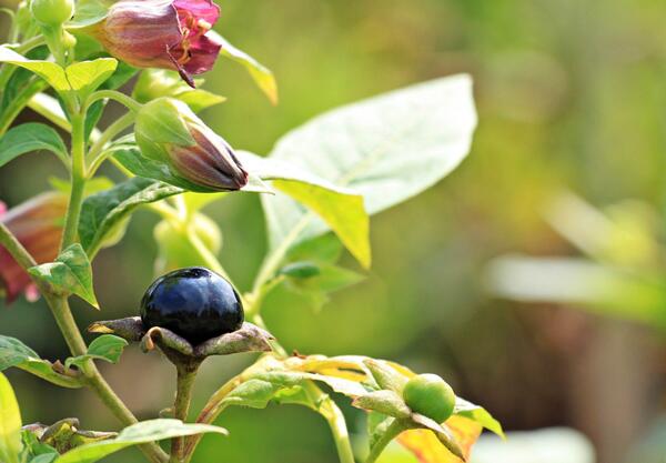 Беладона (Atropa bella-donna)