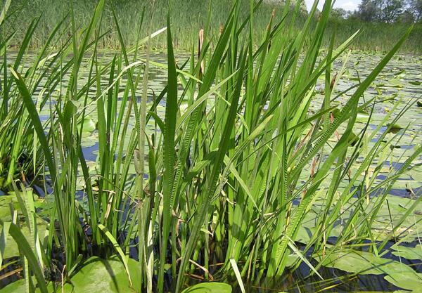 Блатен аир (Acorus Calamus L.)