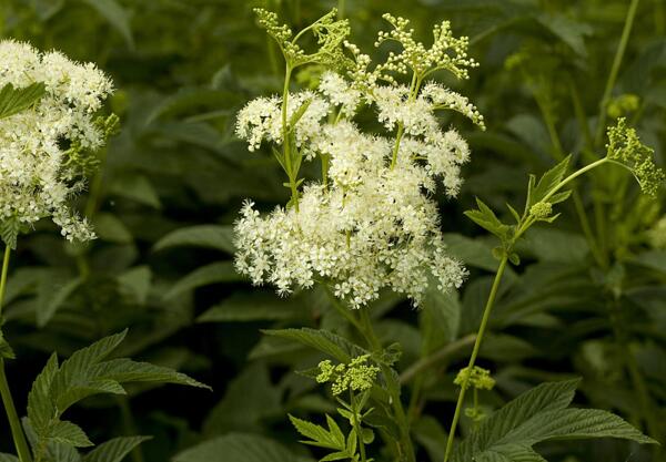 Блатен тъжник (Filipendula ulmaria)