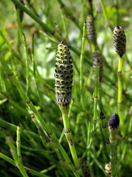 Блатен хвощ (Equisetum palustre L.)