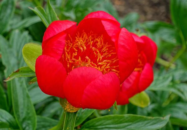 Божур (Paeonia peregrina)