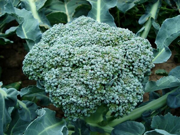 Броколи (Brassica oleracea)