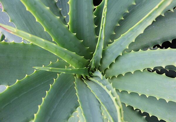 Алое (Aloe Arborescens)