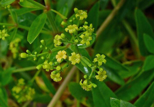 Брош (Rubia tinctorum)