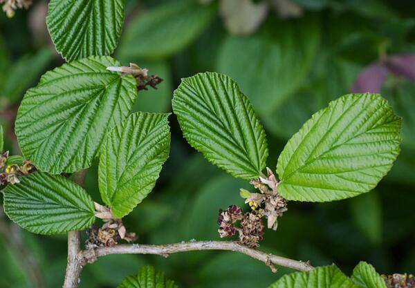 Бряст (Ulmus minor)